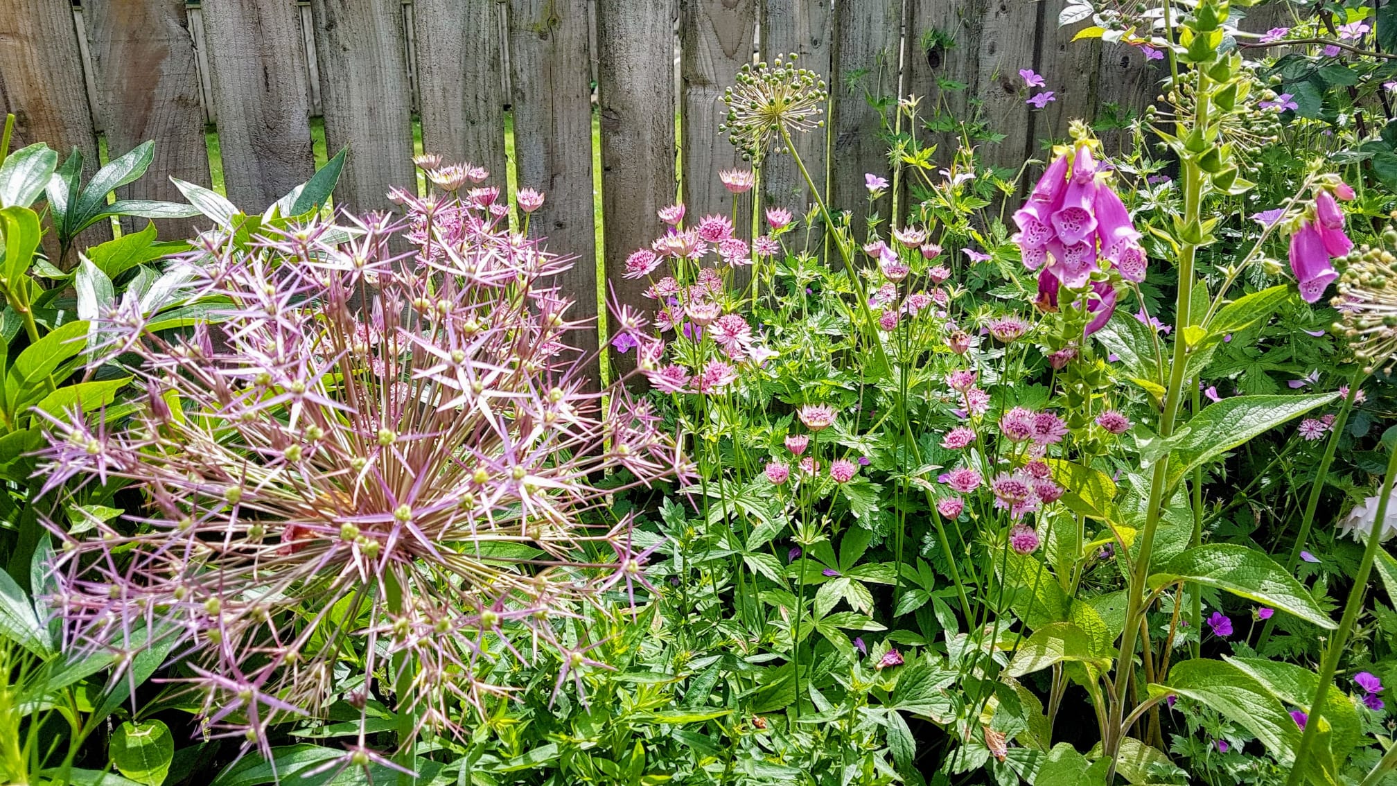 Mid Summer